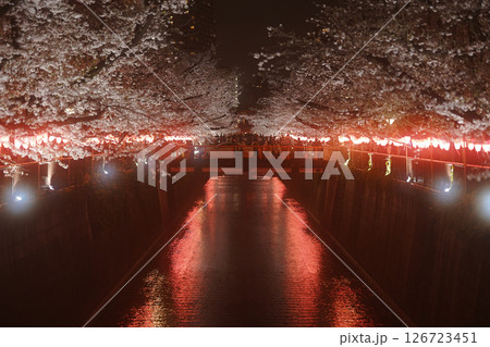 春のライトアップされた桜 126723451