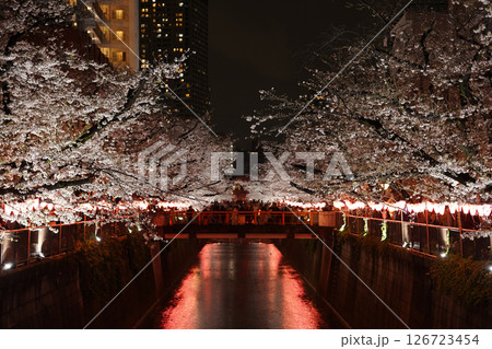 春のライトアップされた桜 126723454