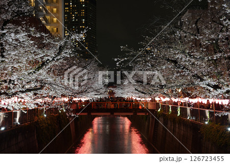 春のライトアップされた桜 春のライトアップされた桜 126723455