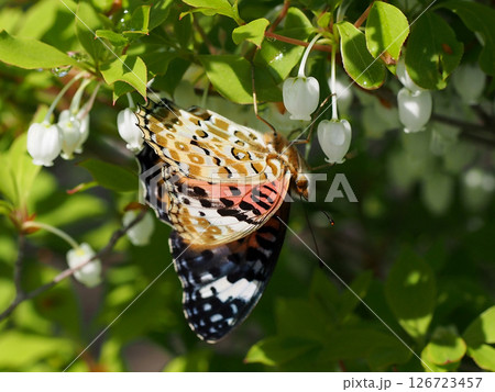 日ざしの中のメスのツマグロヒョウモン(雨上がりのドウダンツツジにとまって蜜を吸う褄黒豹紋) 日ざしの中のメスのツマグロヒョウモン(雨上がりのドウダンツツジにとまって蜜を吸う褄黒豹紋) 126723457