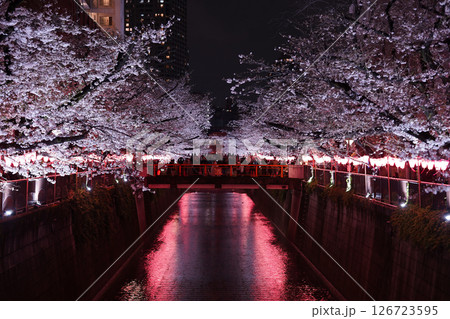 春のライトアップされた桜 春のライトアップされた桜 126723595