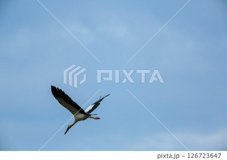 bird is looking for prey on a tree branch. 126723647