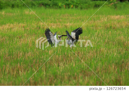 bird is looking for prey on a tree branch. 126723654