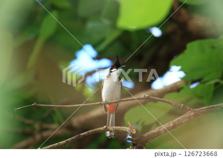 bird is looking for prey on a tree branch. bird is looking for prey on a tree branch. 126723668