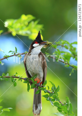 bird is looking for prey on a tree branch. 126723671