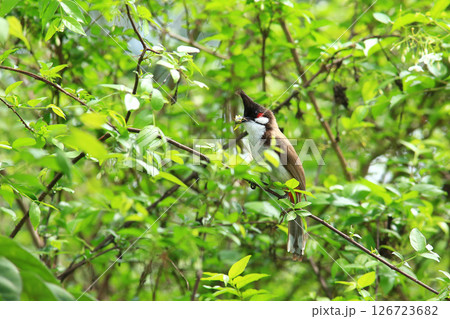 bird is looking for prey on a tree branch. 126723682