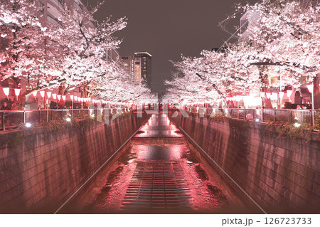 春のライトアップされた桜 春のライトアップされた桜 126723733