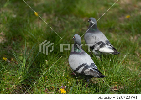 Two Pigeons Gracefully Walking on Lush Green Grass in a Beautiful Natural Outdoor Setting 126723741
