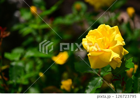 五月のバラ 五月のバラ 126723795