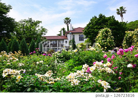 五月のバラ 五月のバラ 126723816