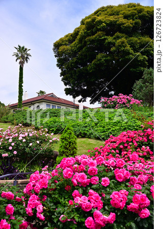 五月のバラ 五月のバラ 126723824