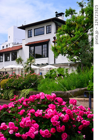 五月のバラ 五月のバラ 126723825