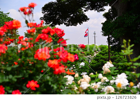 五月のバラ 126723826