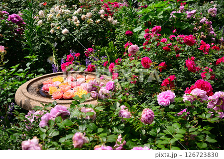 五月のバラ 五月のバラ 126723830