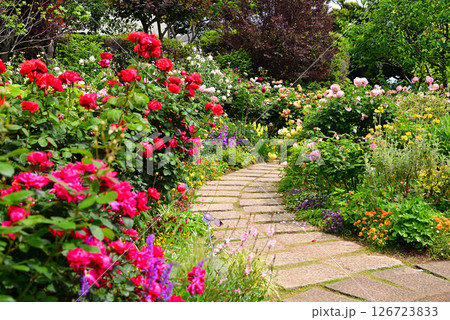五月のバラ 五月のバラ 126723833