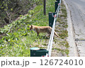 野生のキタキツネ 126724010