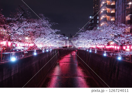 春のライトアップされた桜 春のライトアップされた桜 126724011