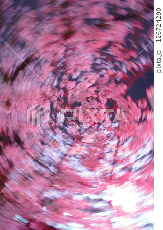 夜空に浮かぶ桜の絨毯 126724290