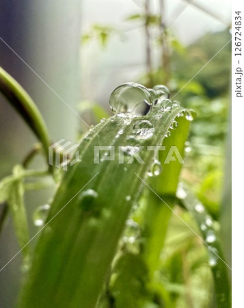 水滴のついた葉 水滴のついた葉 126724834