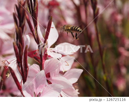 ガウラの蜜を吸うミツバチ ガウラの蜜を吸うミツバチ 126725116