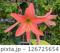 pink lily flower in the garden 126725654