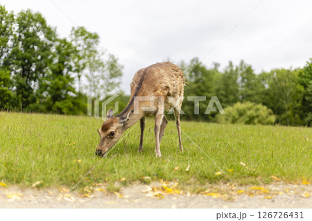 A young deer grazes calmly on lush green grass in a serene setting, surrounded by trees under a cloudy sky. The scene captures the peacefulness of nature A young deer grazes calmly on lush green grass in a serene setting, surrounded by trees under a cloudy sky. The scene captures the peacefulness of nature 126726431