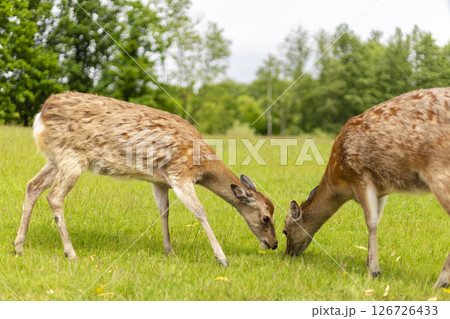 Two deer are foraging in a vibrant green meadow under a bright sky. The animals are focused on the grass, surrounded by trees in early spring Two deer are foraging in a vibrant green meadow under a bright sky. The animals are focused on the grass, surrounded by trees in early spring 126726433