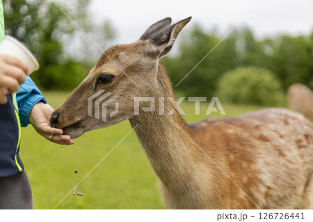 A deer leans in closely as a person offers food from their hand in a serene green landscape. The interaction happens under cloudy skies, showcasing a connection with nature A deer leans in closely as a person offers food from their hand in a serene green landscape. The interaction happens under cloudy skies, showcasing a connection with nature 126726441