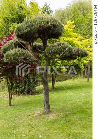 A striking, sculpted tree catches the eye with its rounded canopy. It stands tall among green grass and colorful shrubs in a tranquil garden setting on a sunny day 126726464