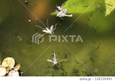 Close up of mosquito and insect water larvae in a garden pond 126726485