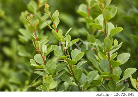 Small leaves shrubs plant detail Small leaves shrubs plant detail 126726849