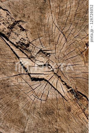 Tree trunk texture 126726852