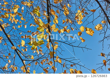 Autumn forest detail, colorful leaves Autumn forest detail, colorful leaves 126726863