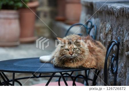 Cat on a garden table 126726872