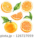 Orange fruit watercolor isolated on white background. Set of healthy food hand-drawn illustration 126727059