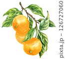 Orange fruit watercolor isolated on white background. Set of healthy food hand-drawn illustration 126727060