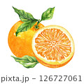 Orange fruit watercolor isolated on white background. Set of healthy food hand-drawn illustration 126727061