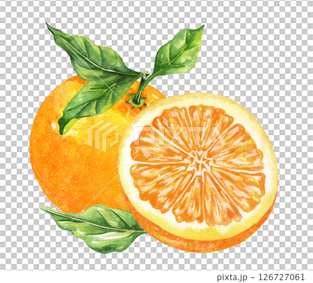 Orange fruit watercolor isolated on white background. Set of healthy food hand-drawn illustration 126727061