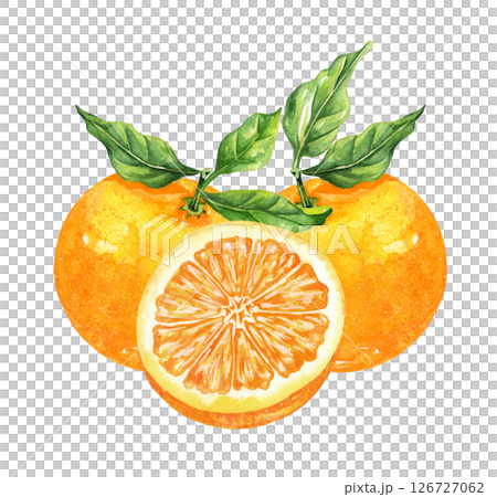 Orange fruit watercolor isolated on white background. Set of healthy food hand-drawn illustration 126727062