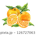 Orange fruit watercolor isolated on white background. Set of healthy food hand-drawn illustration 126727063