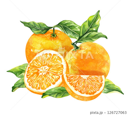 Orange fruit watercolor isolated on white background. Set of healthy food hand-drawn illustration Orange fruit watercolor isolated on white background. Set of healthy food hand-drawn illustration 126727063