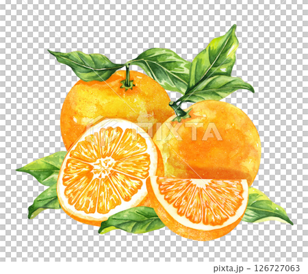 Orange fruit watercolor isolated on white background. Set of healthy food hand-drawn illustration 126727063