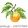Orange fruit watercolor isolated on white background. Set of healthy food hand-drawn illustration 126727064