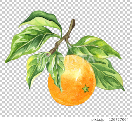 Orange fruit watercolor isolated on white background. Set of healthy food hand-drawn illustration Orange fruit watercolor isolated on white background. Set of healthy food hand-drawn illustration 126727064