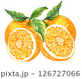 Orange fruit watercolor isolated on white background. Set of healthy food hand-drawn illustration 126727066