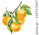 Orange fruit watercolor isolated on white background. Set of healthy food hand-drawn illustration 126727067