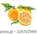 Orange fruit watercolor isolated on white background. Set of healthy food hand-drawn illustration 126727068