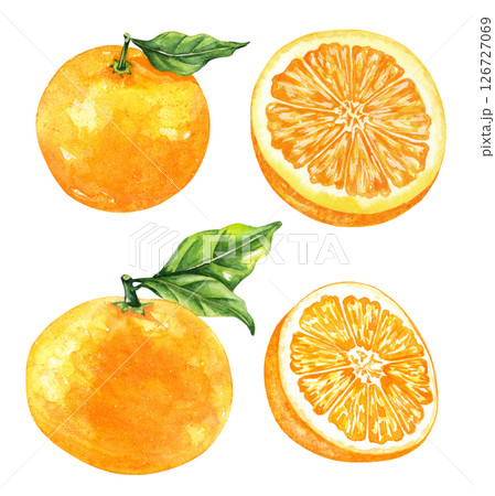 Orange fruit watercolor isolated on white background. Set of healthy food hand-drawn illustration 126727069