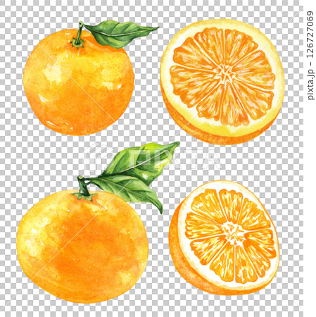 Orange fruit watercolor isolated on white background. Set of healthy food hand-drawn illustration 126727069