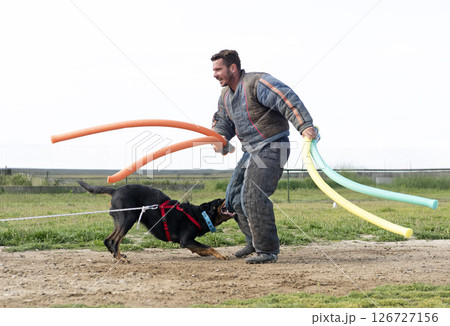 training of french shepherd 126727156